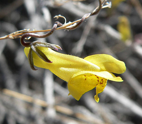 antirrhinum filipes